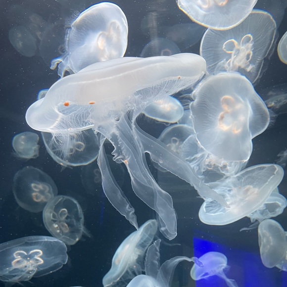 Meet your Posher, Ariah - Picture 1 of 1